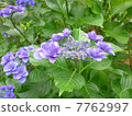 紫色Yakuhaku繡球花 7762997