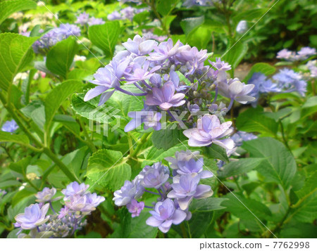 紫色八重繡球花 7762998