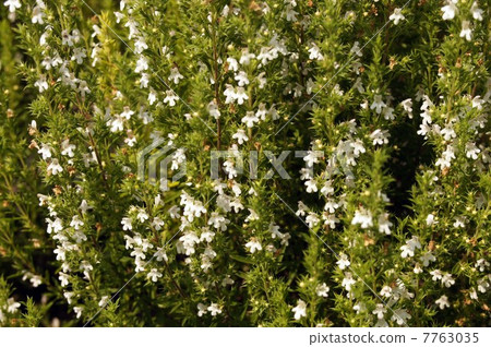 夏季美味（夏季美味）白色花朵 7763035