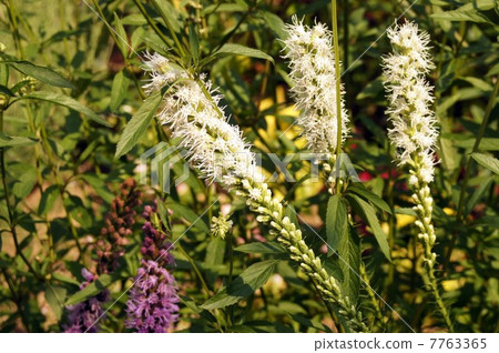 Flower of Reatris Flower of Reatris 7763365