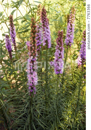 雷亞里斯之花 7763366