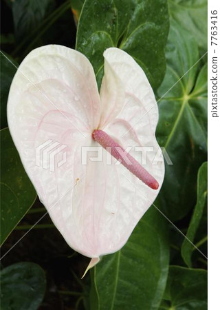 faux hanging plant Nearly Natural UV Resistant Artificial Morning Glory Outdoor Hanging Plant - 30 inch - Fuchsia