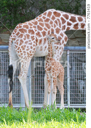 Giraffe's baby 03 7763419