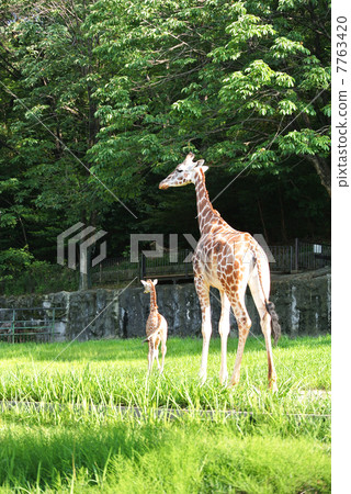 Parent and child of Giraffe 03 7763420