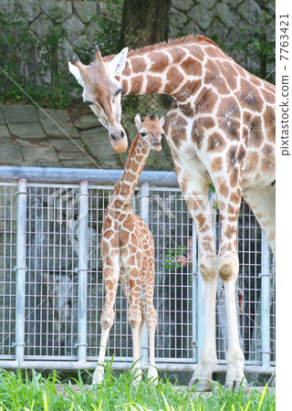 Giraffe parent and child 04 7763421