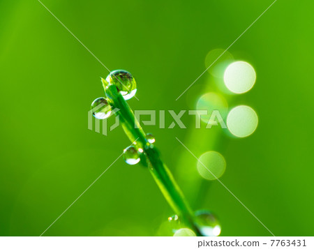 Morning dew that shines in the morning sun 7763431