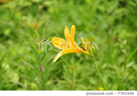 黃花菜 黃花菜 7763440