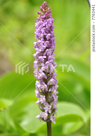 Nobinechidori 7763441