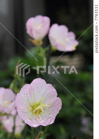 Hiltzakimusuki Hiltzakimusuki 7763531