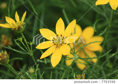 Young leaves Halshagik 7763598