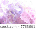  hydrangea 7763601