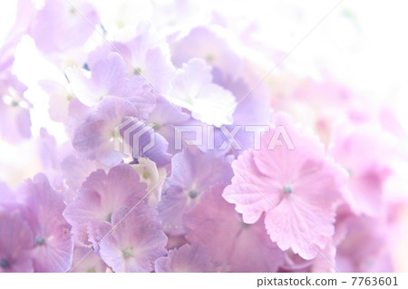 繡球 繡球 7763601