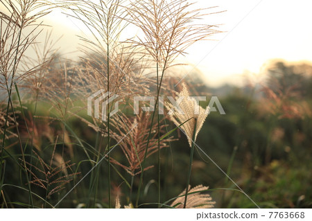 秋天的景色（Ogi） 7763668