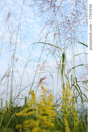 Fall scenery (Ogi and Seita Kawadassasshi) 7763930