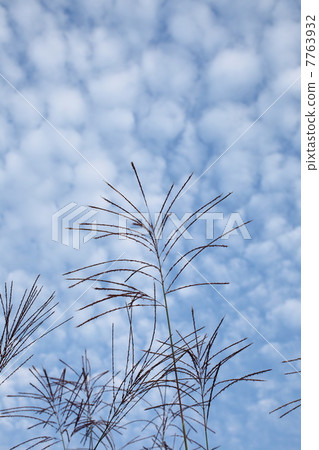Fall scenery (Scales of clouds and Ogi) Fall scenery (Scales of clouds and Ogi) 7763932