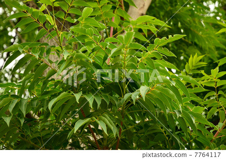 Tree · Hazenoki Department 7764117