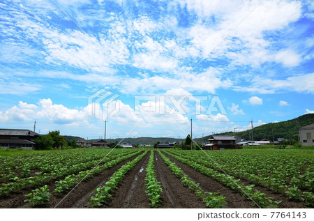 Soybean field 7764143