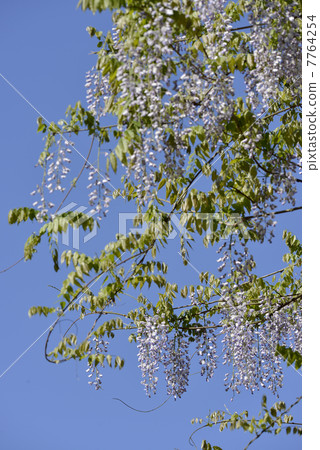 野田富士 7764254