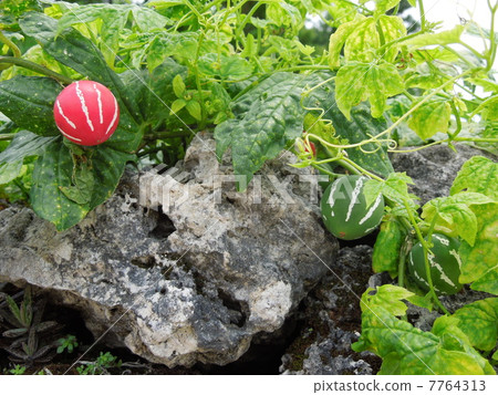 沖繩麻雀瓜 沖繩麻雀瓜 7764313