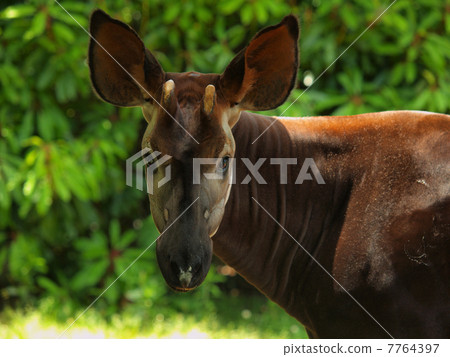 Okapi's straight line of sight Okapi's straight line of sight 7764397