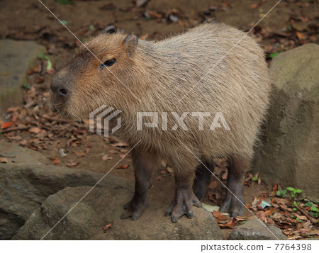 Capybara Capybara 7764398