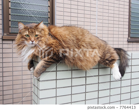 A big cat on a wall 7764413