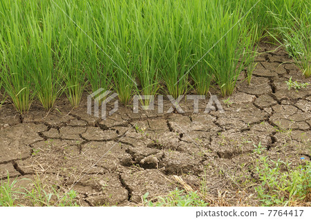 Rice field cracked due to water shortage due to the hot weather 7764417