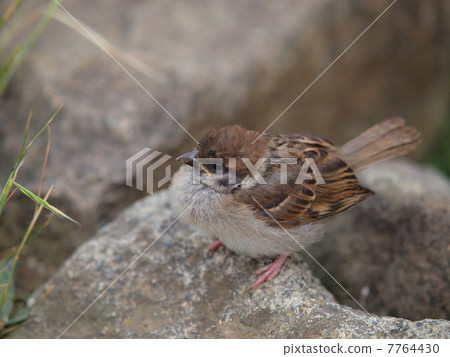 Cute sparrow's young bird Cute sparrow's young bird 7764430