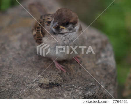 Cute sparrow young bird 7764431