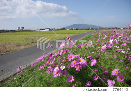 View of cosmos fields and farm roads in the Izumo Plain View of cosmos fields and farm roads in the Izumo Plain 7764443