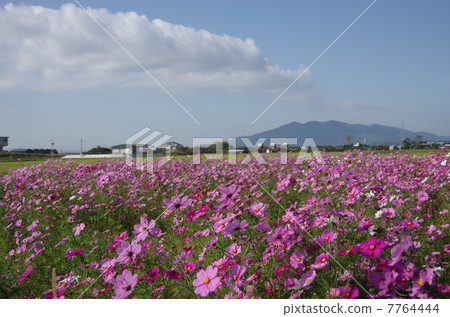 Scenery of cosmos fields in the Izumo Plain 7764444