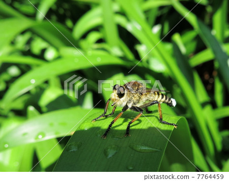 Carnivorous insect Shioyab Carnivorous insect Shioyab 7764459