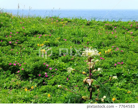 Native wild flower garden 3 Native wild flower garden 3 7764583