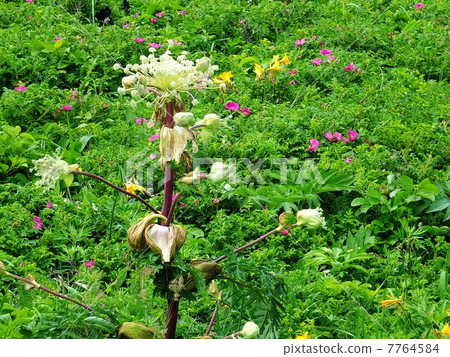 Native wildflower garden 1 7764584