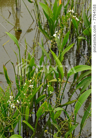 植物·Heraroododaka Omodaka家庭 7764588