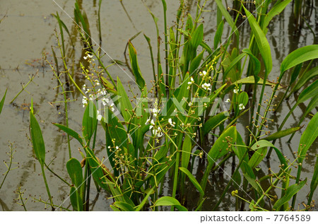 Plants · Heraroododaka Omodaka family 7764589