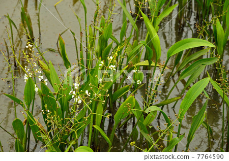 Plants · Heraroododaka Omodaka family 7764590