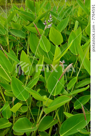 植物·Mizukanna十字花科 植物·Mizukanna十字花科 7764591