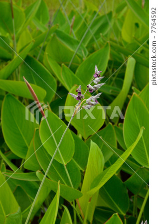 植物·Mizukanna十字花科 植物·Mizukanna十字花科 7764592