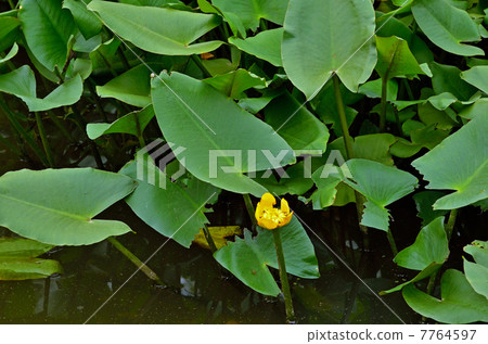 Plant · Kohone Water lily family 7764597