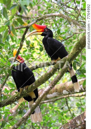 Rhinoceros Hornbill（犀鳥）對 7764992