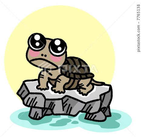Turtle on the stone 7765138