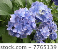 hydrangea 7765139