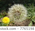 Dandelion 7765198