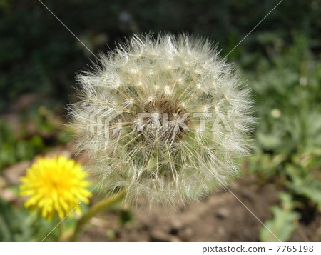 Dandelion 7765198