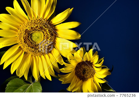 Sun Flower  7765236