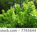 Mulberry field 7765644