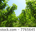 Mulberry field 7765645