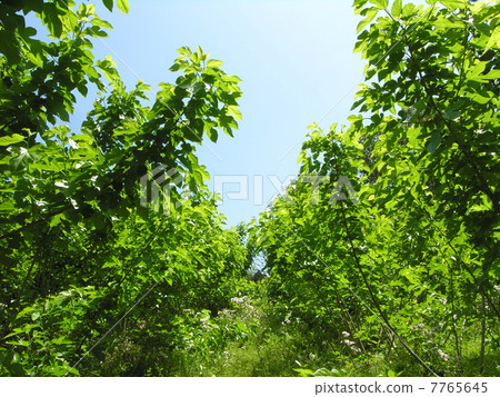 Mulberry field 7765645