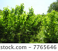 Mulberry field 7765646